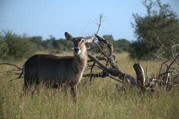 African Wildlife Family of Waterbucks – Animal of Africa