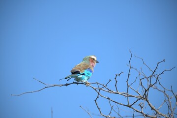 Coracias caudatus Lilac breasted roller in savanna - Bird  of africa