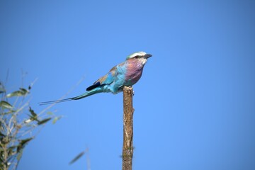 Coracias caudatus Lilac breasted roller in savanna - Bird  of africa