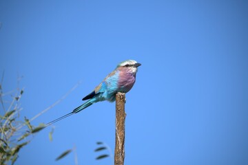 Coracias caudatus Lilac breasted roller in savanna - Bird  of africa