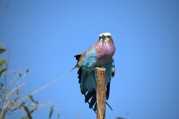 Coracias caudatus Lilac breasted roller in savanna - Bird  of africa