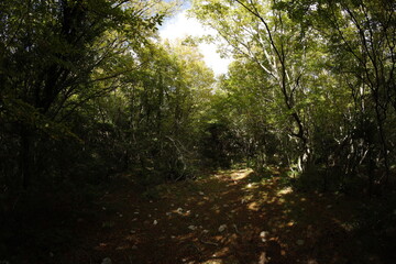 Obraz premium Foliage forest in montenegro early autumn