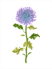 Chrysanthemum lilac flower with green leaves on white background. Perfect for floral designs, invitations, and prints. Elegant Vector flat illustration.
