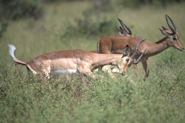 Antelope in savanna, Animal of africa