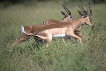 Antelope in savanna, Animal of africa