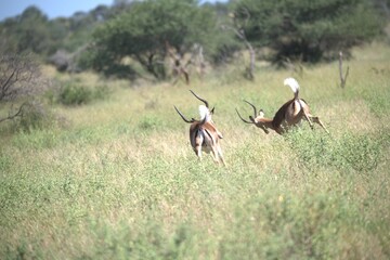 Antelope in savanna, Animal of africa