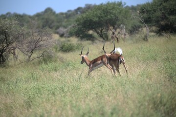 Naklejka premium Antelope in savanna, Animal of africa