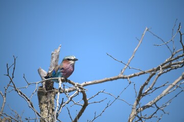 Coracias caudatus Lilac breasted roller in savanna - Bird  of africa