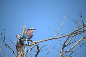 Coracias caudatus Lilac breasted roller in savanna - Bird  of africa
