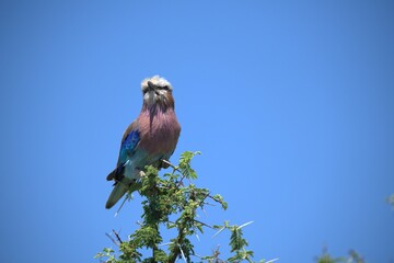 Coracias caudatus Lilac breasted roller in savanna - Bird  of africa