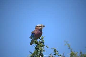 Coracias caudatus Lilac breasted roller in savanna - Bird  of africa