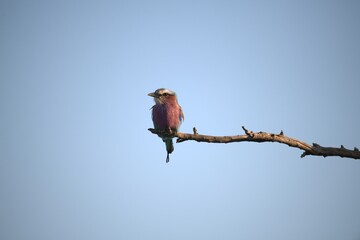 Coracias caudatus Lilac breasted roller in savanna - Bird  of africa