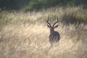 Antelope in savanna, Animal of africa