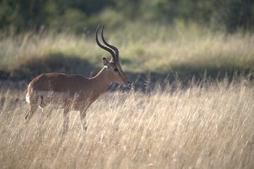 Antelope in savanna, Animal of africa