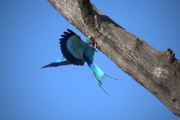 Coracias caudatus Lilac breasted roller in savanna - Bird  of africa