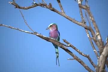 Coracias caudatus Lilac breasted roller in savanna - Bird  of africa