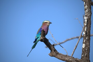 Coracias caudatus Lilac breasted roller in savanna - Bird  of africa