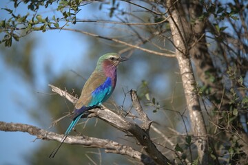 Coracias caudatus Lilac breasted roller in savanna - Bird  of africa