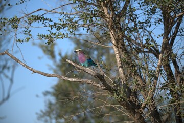 Coracias caudatus Lilac breasted roller in savanna - Bird  of africa