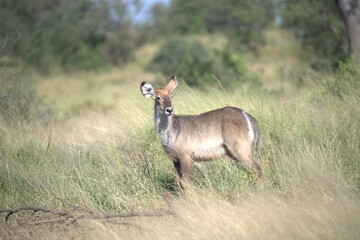 African Wildlife Family of Waterbucks – Animal of Africa