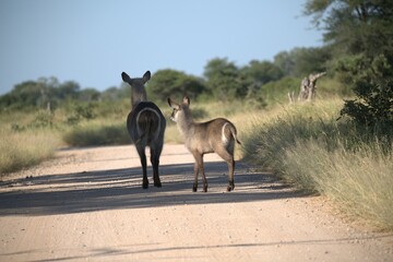 African Wildlife Family of Waterbucks – Animal of Africa
