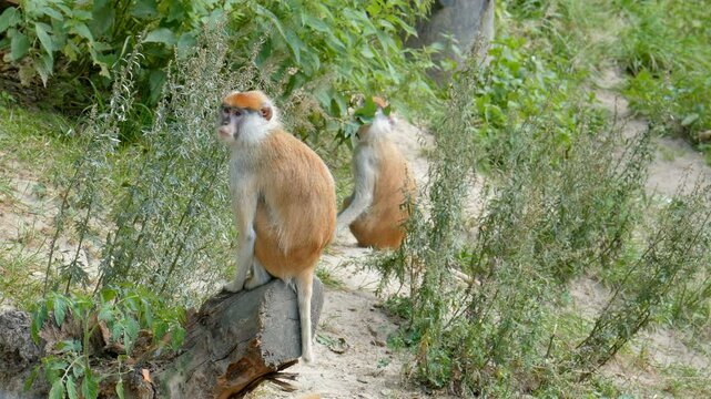 The patas monkey.  Latin name - erythrocebus patas