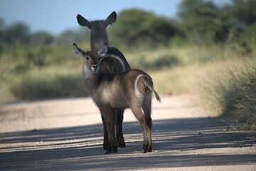 African Wildlife Family of Waterbucks – Animal of Africa