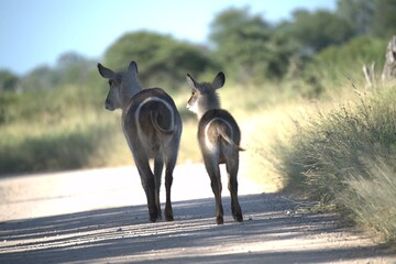 African Wildlife Family of Waterbucks – Animal of Africa