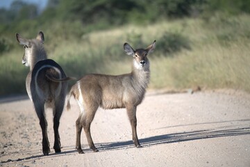 African Wildlife Family of Waterbucks – Animal of Africa