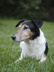 Old terrier dog at garden.