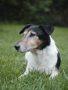 Old terrier dog at garden.