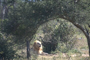lion in the grass, Animal of Africa