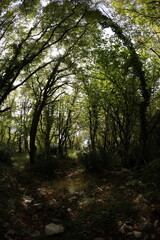 Fototapeta premium Autumn near coast in Montenegro, late fall