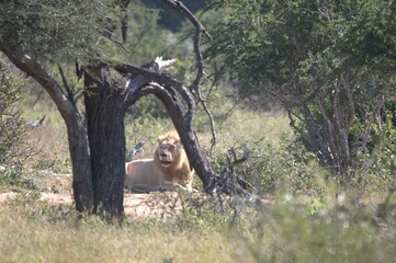lion in the grass, Animal of Africa