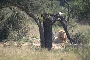 lion in the grass, Animal of Africa