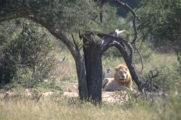 lion in the grass, Animal of Africa
