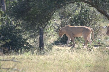 lion in the grass, Animal of Africa
