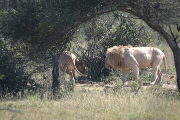 lion in the grass, Animal of Africa