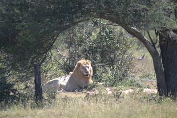 lion in the grass, Animal of Africa