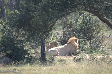 lion in the grass, Animal of Africa