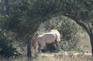 lion in the grass, Animal of Africa