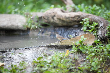 Black-throated eagle, foraging in the wild