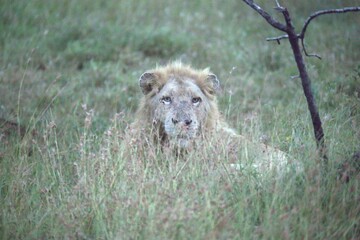 lion in the grass, Animal of Africa
