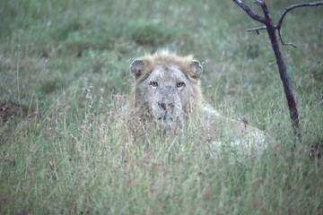lion in the grass, Animal of Africa