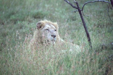 lion in the grass, Animal of Africa