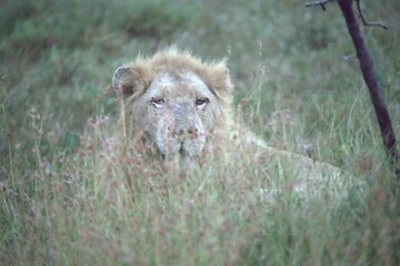 lion in the grass, Animal of Africa
