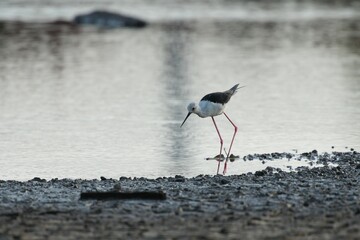 The eagle bird feeds naturally on the edge of the mangrove forest.
