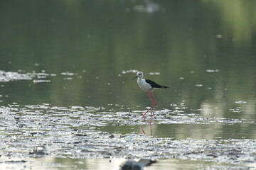 The eagle bird feeds naturally on the edge of the mangrove forest.