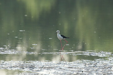 The eagle bird feeds naturally on the edge of the mangrove forest.