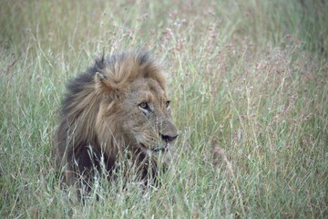 lion in the grass, Animal of Africa
